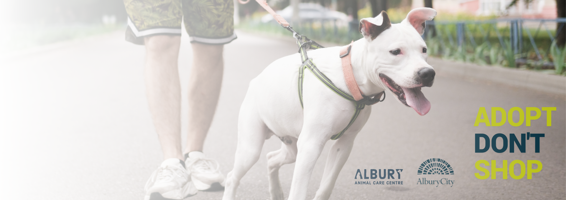 Adopt Don't Shop slider