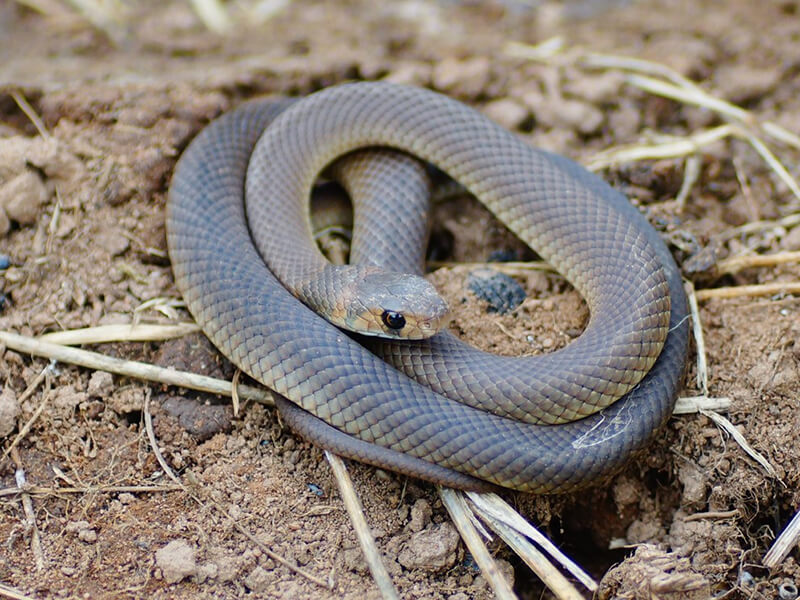 Snakes  AlburyCity