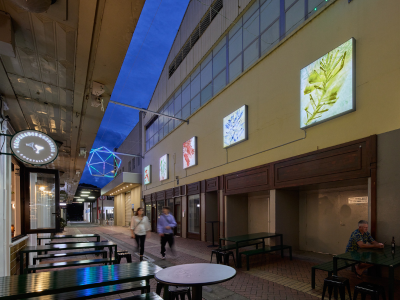 Five lit up light boxes in AMP laneway with flowers