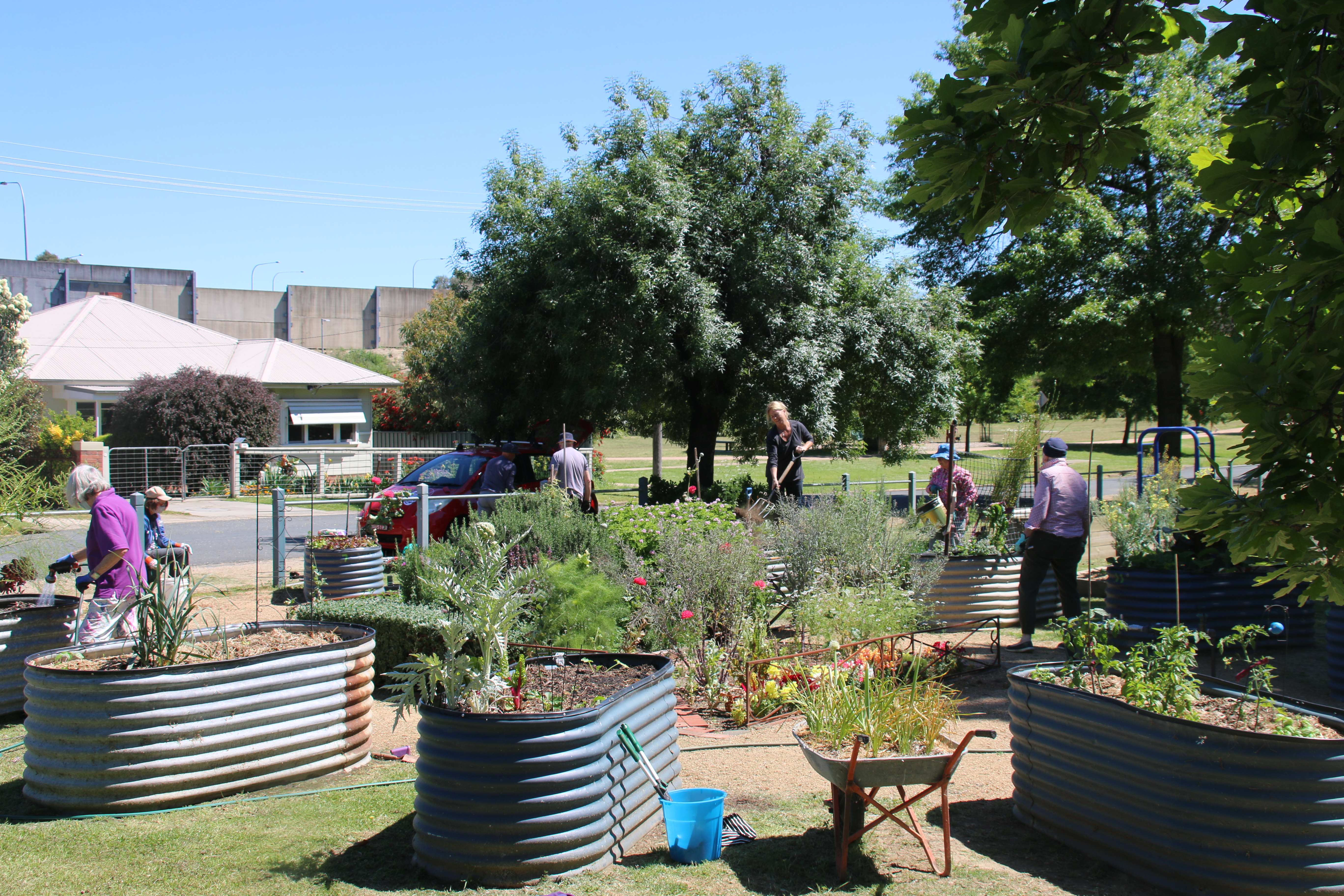 Wide angle photo of teacup community garden with people working on the various raised garden beds.  