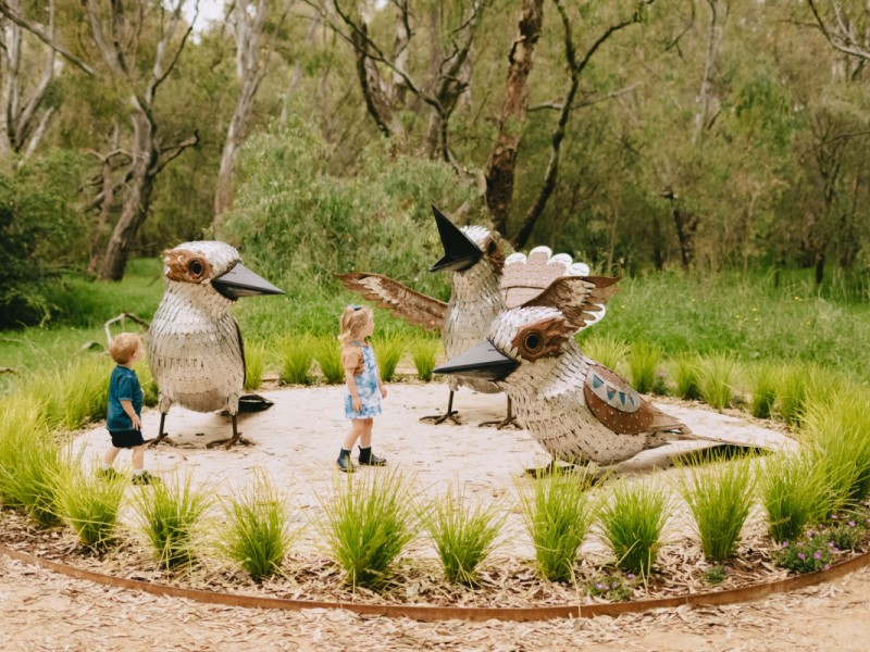 Kookaburras