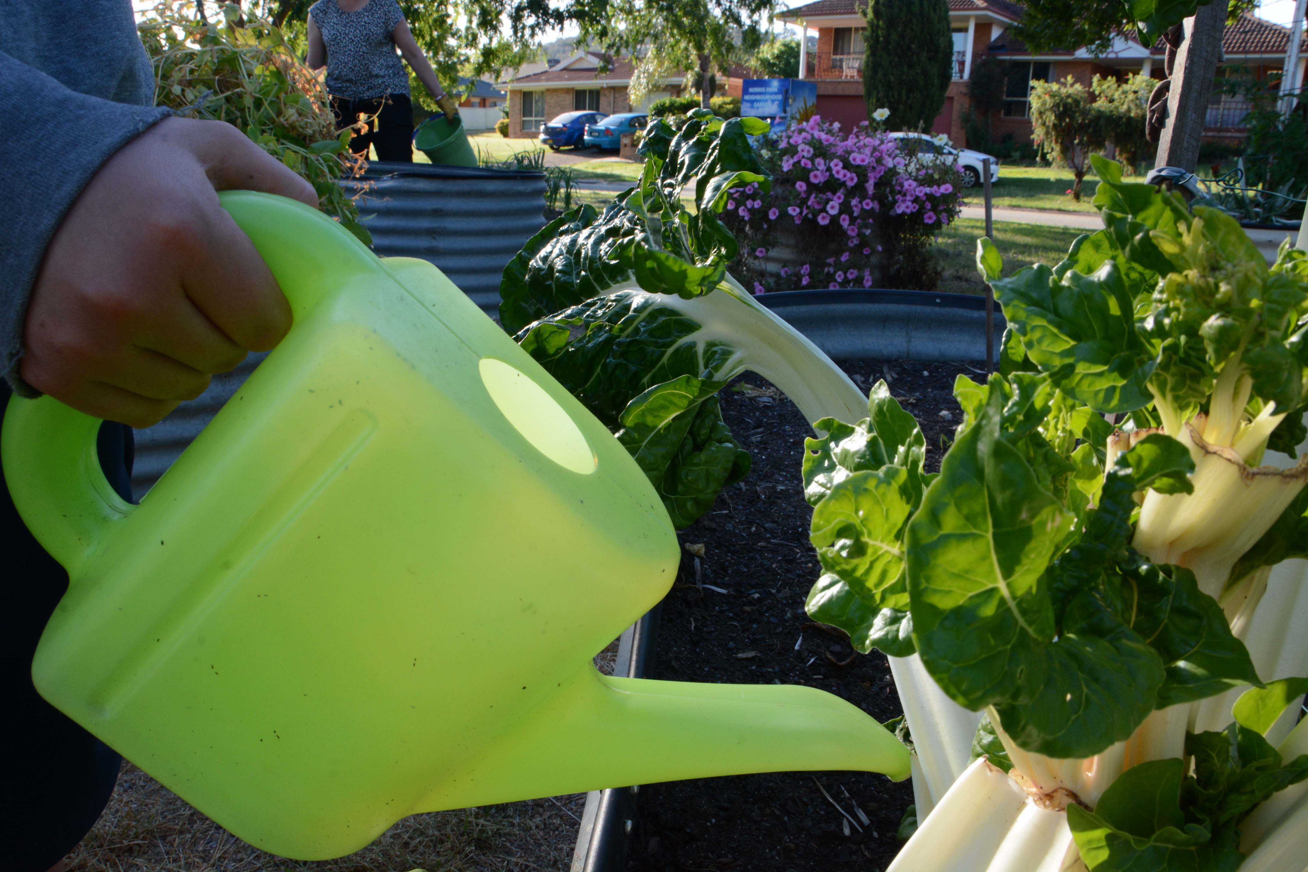 Several raised garden beds with one being watered by a green watering can.  