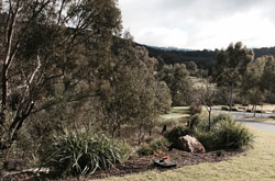 bushland and garden at Glenmorus Gardens