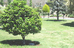 image of a tree and plaque