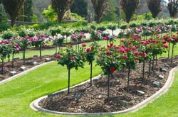 garden bed with standard roses